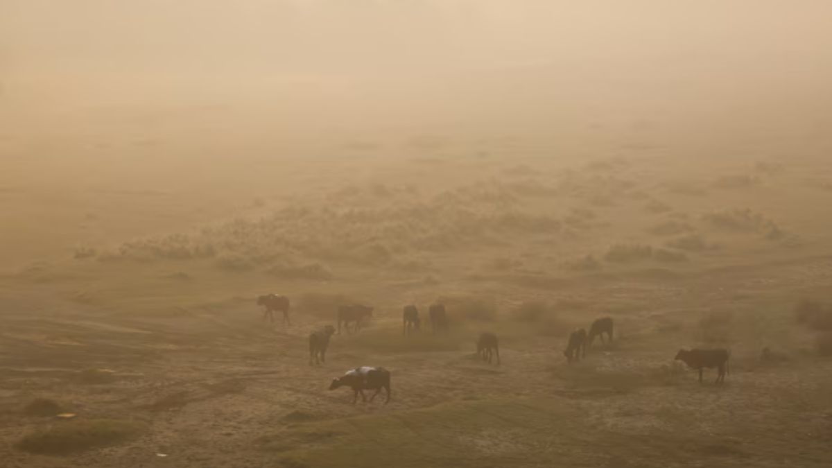 Cows and buffaloes graze on fields on the banks of the polluted Yamuna river on a smoggy morning in New Delhi, India, November 5. Image- Reuters Cows and buffaloes graze on fields on the banks of the polluted Yamuna river on a smoggy morning in New Delhi, India, November 5. Image- Reuters