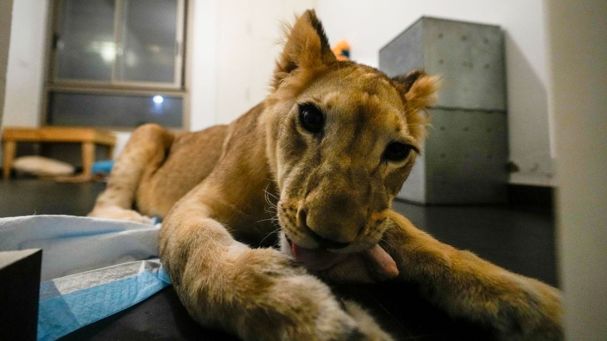 From abuse to sanctuary: How Sara the Lion cub escaped war-hit Lebanon