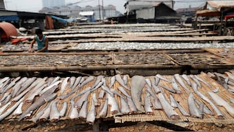 (File) Shark fins are seen during their drying process at Kalibaru district in Jakarta, Indonesia on July 10, 2018. Reuters
