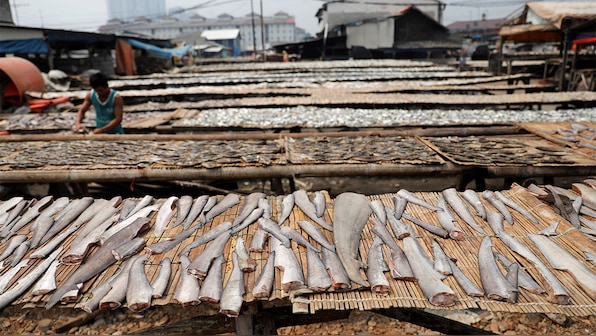 China, Japan thwart US-led shark finning ban proposal, leaving conservationists fuming
