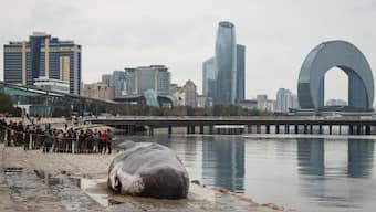 A beached whale installation by the Belgian art collective 'Captain Boomer' lies on an embankment during the United Nations climate change conference COP29, in Baku, Azerbaijan November 11, 2024. Reuters
