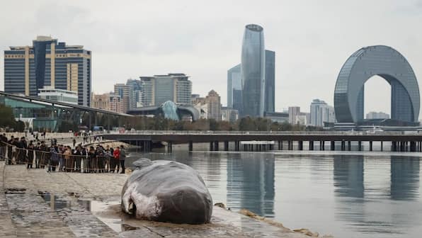 Why are people flocking to see a ‘dead whale’ in Baku, the venue of COP29 summit?