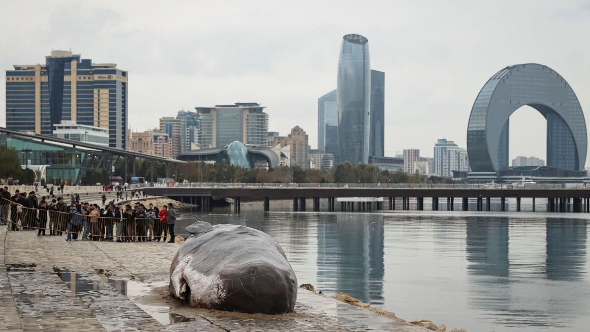 Why are people flocking to see a ‘dead whale’ in Baku, the venue of COP29 summit? Why are people flocking to see a ‘dead whale’ in Baku, the venue of COP29 summit?