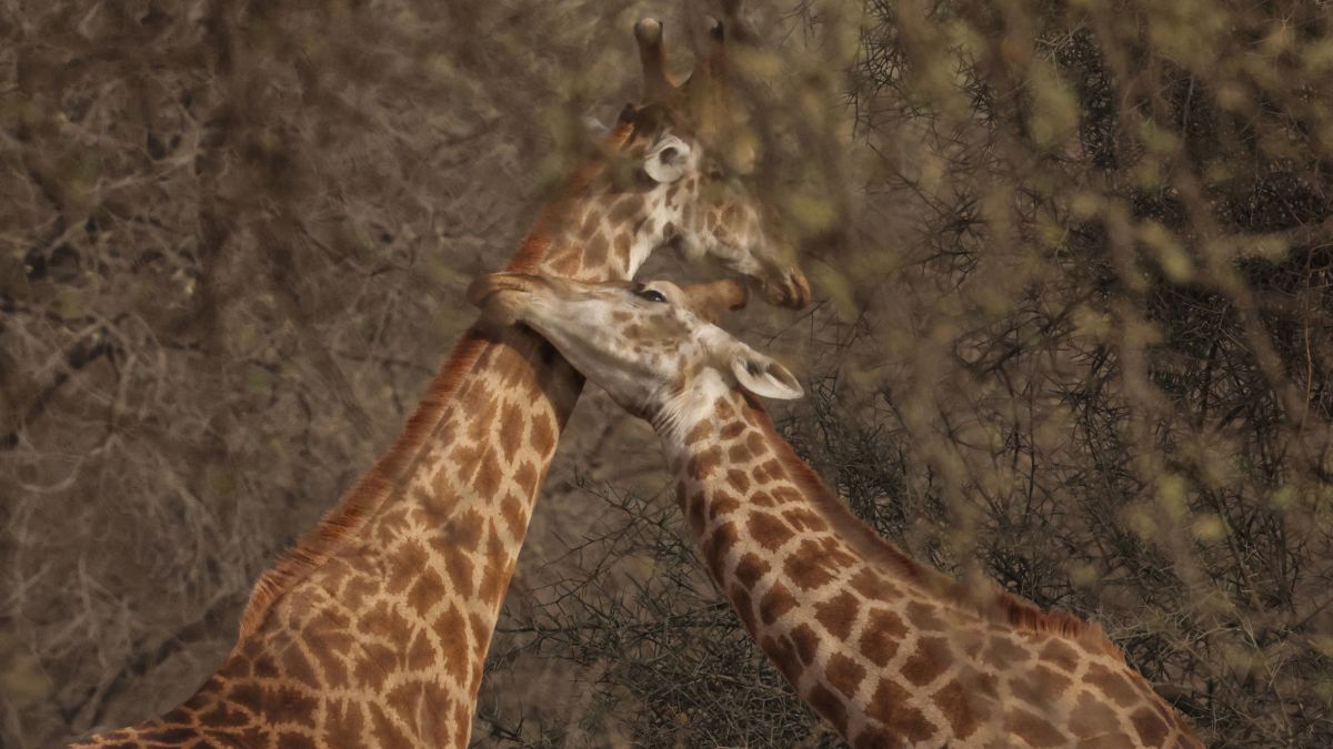 Giraffes are seen at Bandia Conservation Park, in Mbour, Senegal, March 2, 2024. Reuters
Giraffes are seen at Bandia Conservation Park, in Mbour, Senegal, March 2, 2024. Reuters