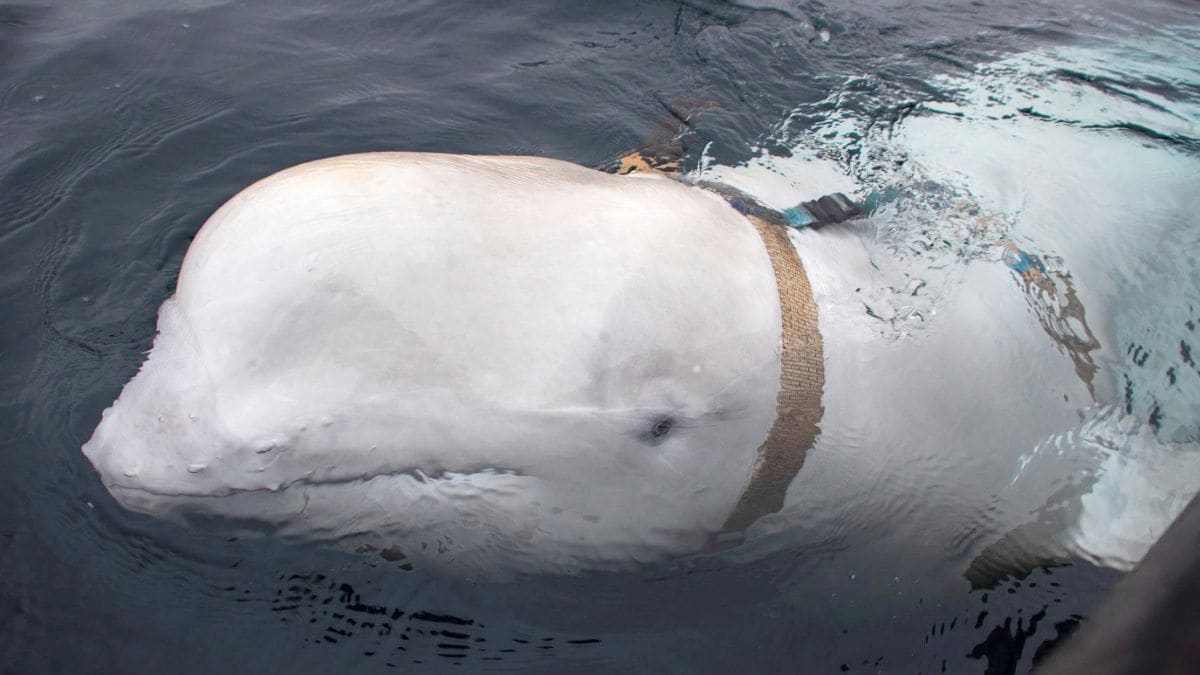 Russian spy or guard? Mystery behind famous beluga whale unravels