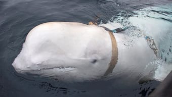A white beluga whale wearing a harness is seen off the coast of northern Norway, April 29, 2019. File Photo/Reuters