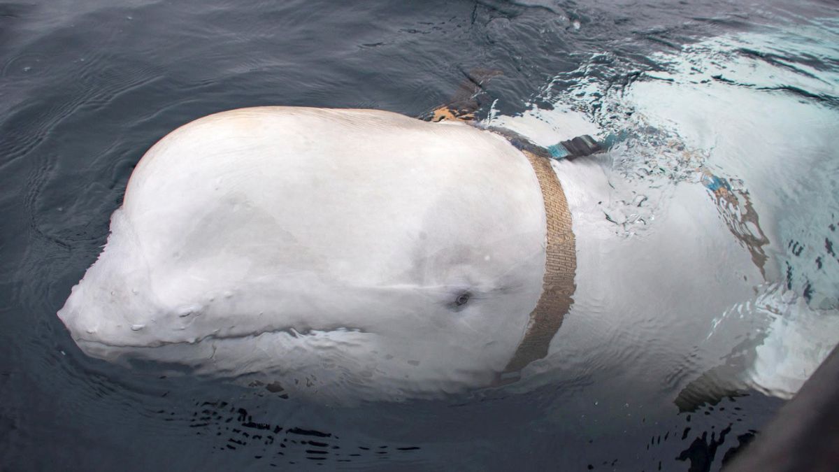 Russian spy or guard? Mystery behind famous beluga whale unravels Russian spy or guard? Mystery behind famous beluga whale unravels