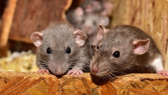 Rodents can be stopped from entering homes through non-toxic methods. Pixabay/Representational Image