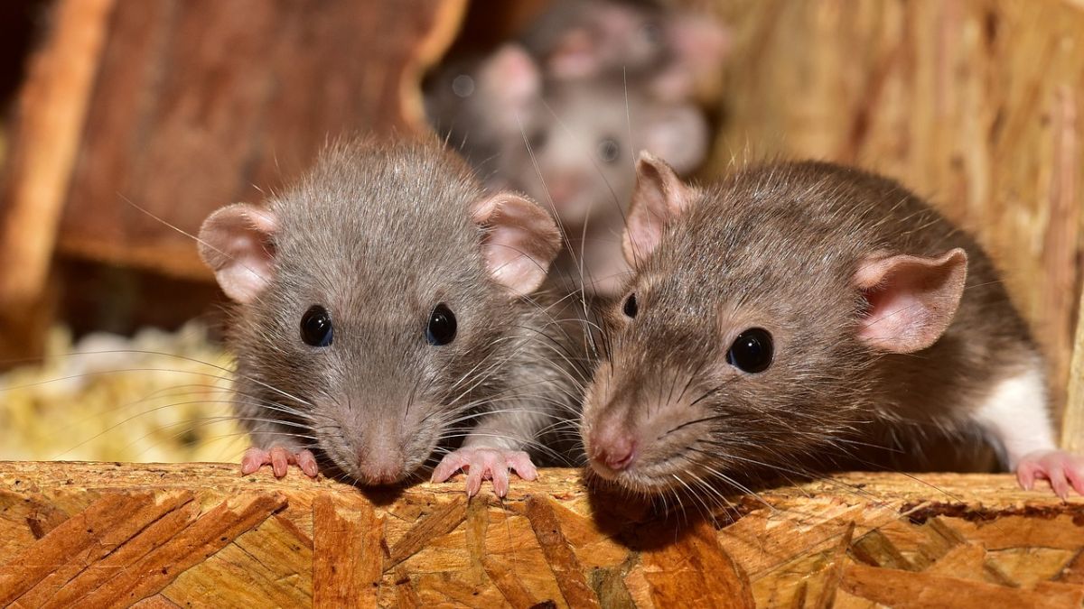 Rodents can be stopped from entering homes through non-toxic methods. Pixabay/Representational Image Rodents can be stopped from entering homes through non-toxic methods. Pixabay/Representational Image