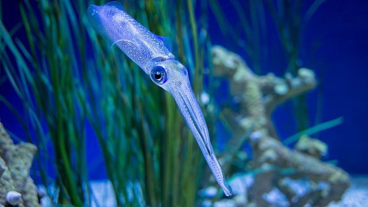 Inspired by squids, researchers have developed capsules that can replace injections. Representational Image/Wikimedia Commons Inspired by squids, researchers have developed capsules that can replace injections. Representational Image/Wikimedia Commons