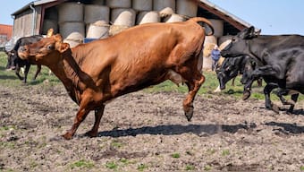 Denmark will impose an emissions tax on livestock from 2030. File Photo/Reuters