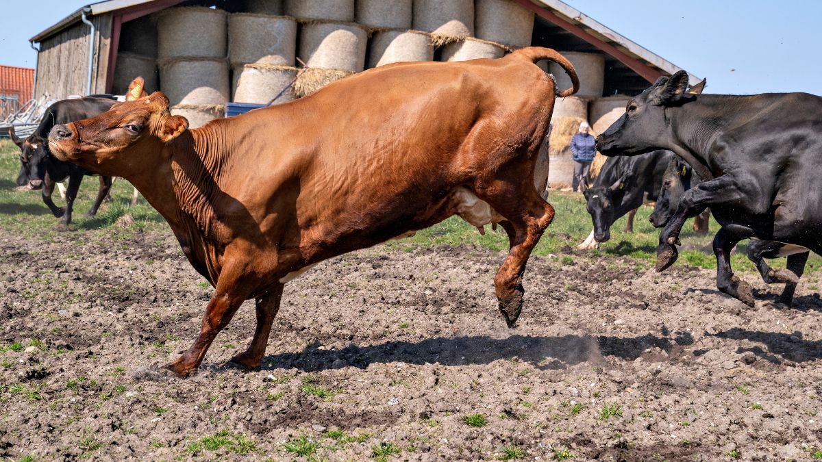 How will taxing cattle’s burps, farts tackle climate change? How will taxing cattle’s burps, farts tackle climate change?