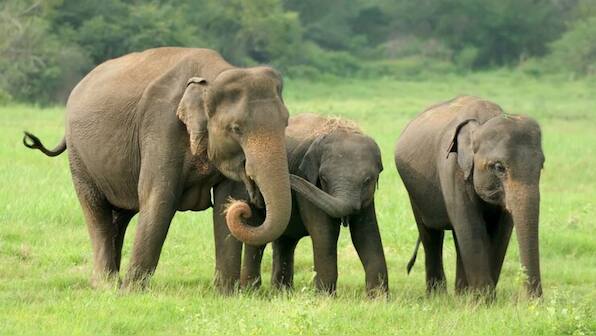 What is kodo millet, the cereal grain that's behind the death of 10 elephants in MP’s Bandhavgarh?