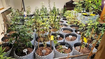 80 ganja plants along with over 2 kg of cannabis were seized from the apartment. PTI
