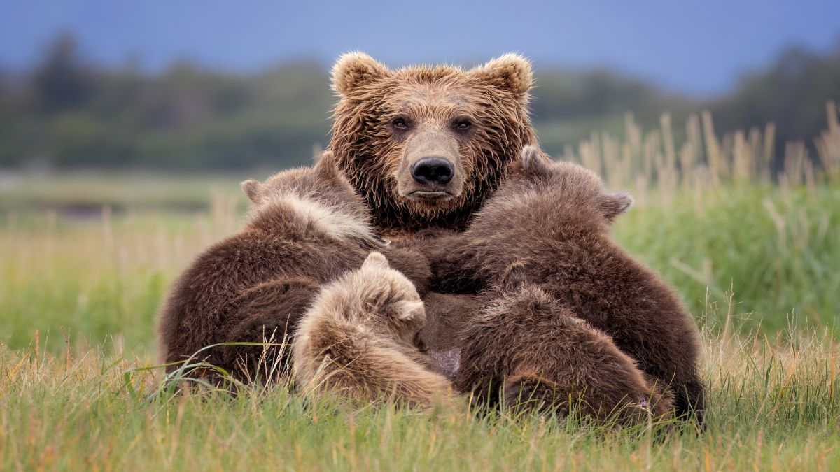 Bears Nursing: The look on this brown bear mother’s face seems to ask for,
‘privacy, please!’ as the sow notices an approaching bear in the
distance. Determining that the other bear is not a threat, she
relaxes and falls asleep after her cubs finish nursing. Image Courtesy: Jennifer Smith/Nature's Best Photography Bears Nursing: The look on this brown bear mother’s face seems to ask for,
‘privacy, please!’ as the sow notices an approaching bear in the
distance. Determining that the other bear is not a threat, she
relaxes and falls asleep after her cubs finish nursing. Image Courtesy: Jennifer Smith/Nature's Best Photography