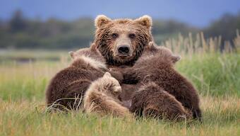 Bears Nursing: The look on this brown bear mother’s face seems to ask for,
‘privacy, please!’ as the sow notices an approaching bear in the
distance. Determining that the other bear is not a threat, she
relaxes and falls asleep after her cubs finish nursing. Image Courtesy: Jennifer Smith/Nature's Best Photography