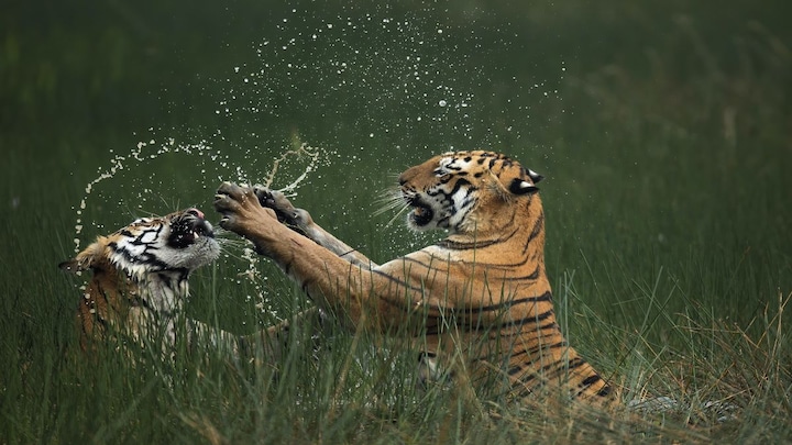 Fighting tigers, nursing bears: The best of nature in these 10 photos