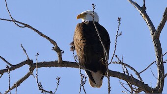 An American Bald Eagle perches on a branch above the Hudson River at Kingston Point in Kingston, New York, US, March 23, 2015. File Image/Reuters