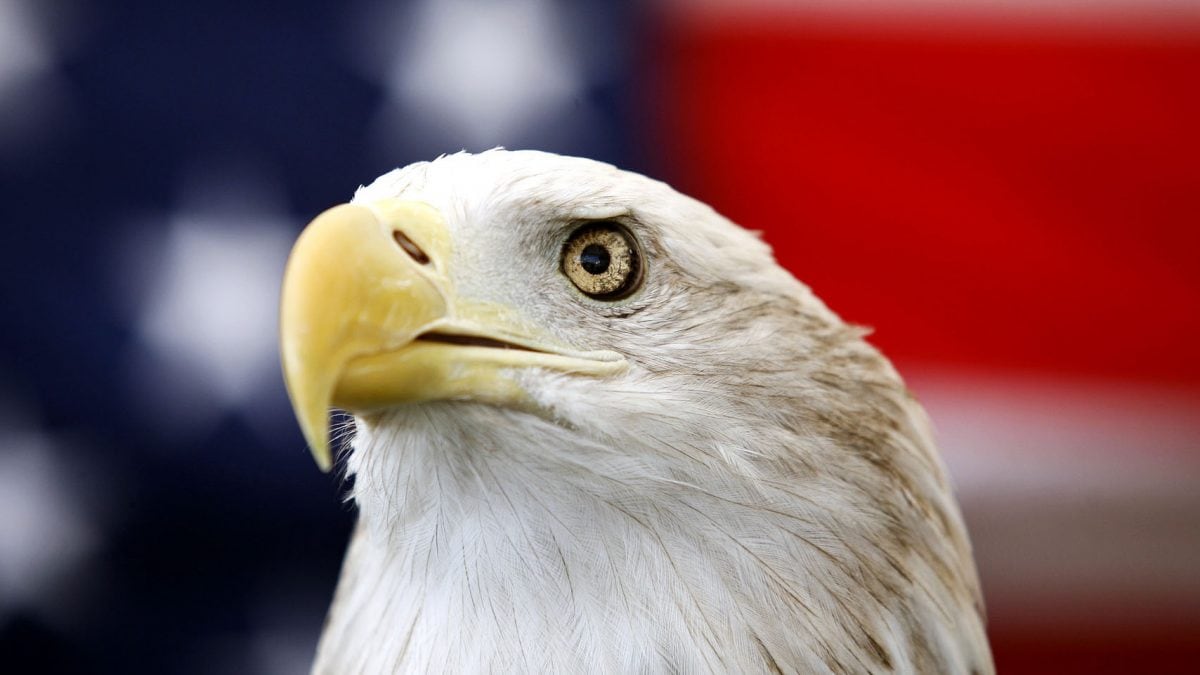 Biden signs law making bald eagle the national bird, ending 240-year oversight