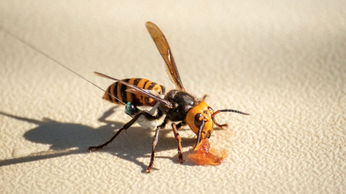 US eradicates 2-inch long 'murder hornets', the bug that slays beehives