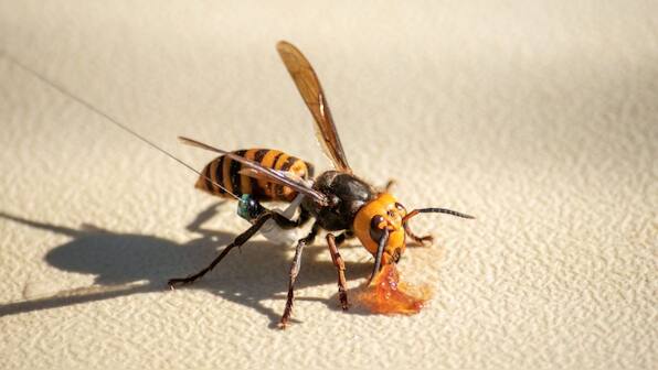 US eradicates 2-inch long 'murder hornets', the bug that slays beehives