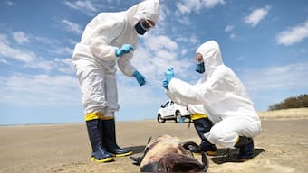 US recorded 61 cases of bird flu this year as opposed to two cases the previous 
year. Reuters