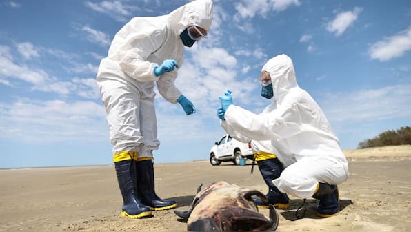 Why bird flu could be the biggest health problem in 2025