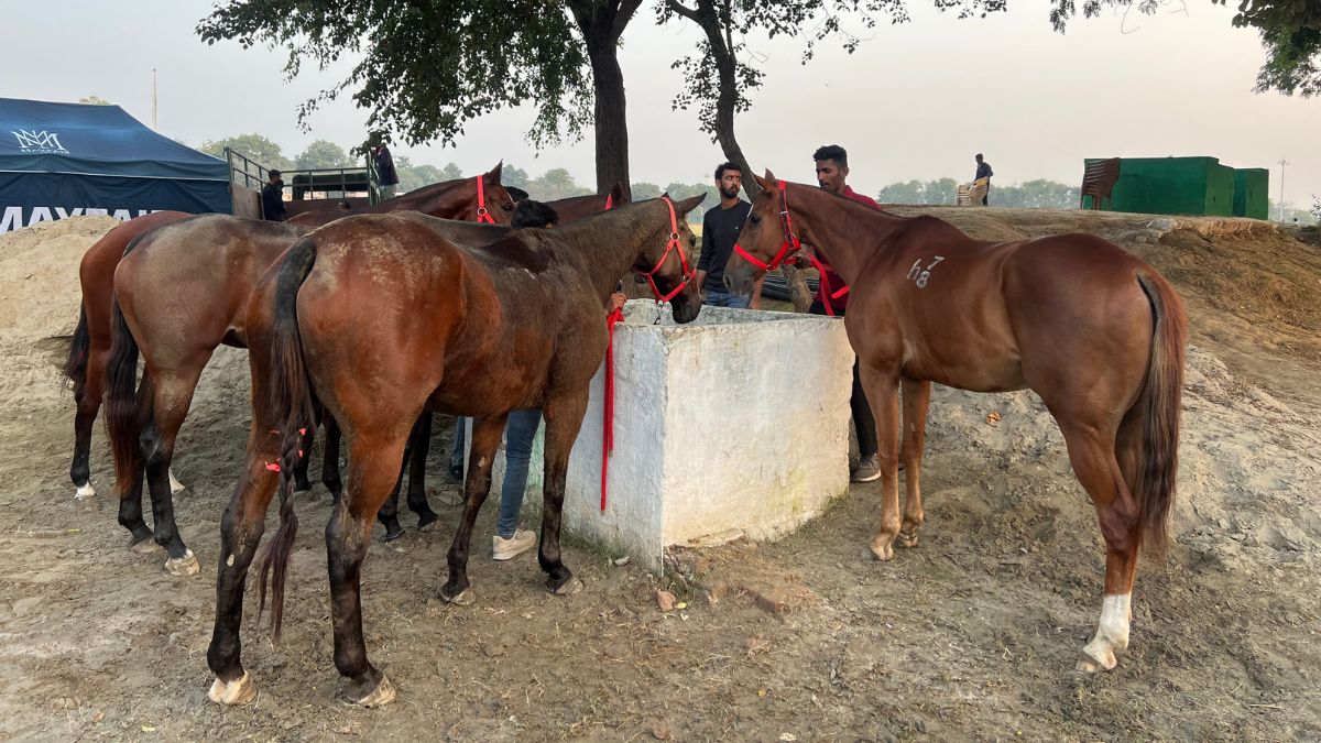 Horses of the Delta Polo team quench their thirst after the final of the Col. Girdhari Memorial Polo Cup at the Jaipur Polo Ground in New Delhi, December 1, 2024. Firstpost/Anmol Singla