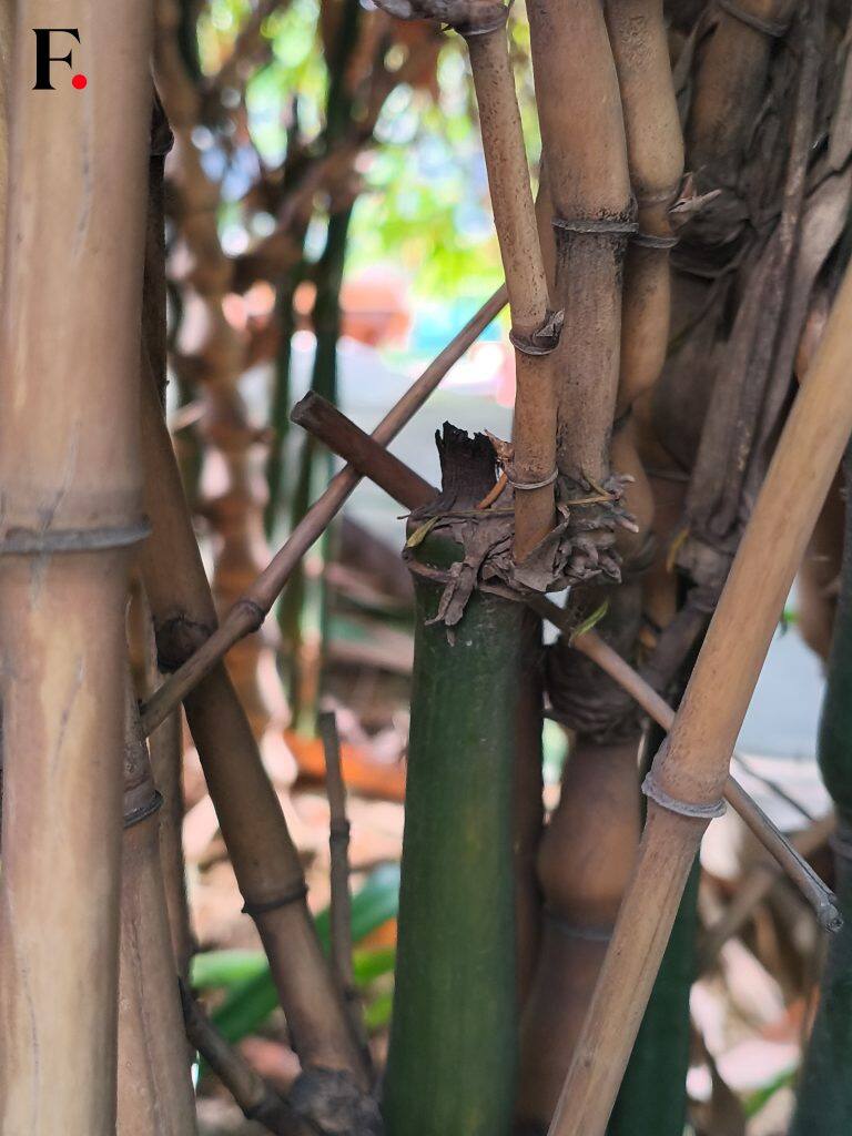 Redmi Note 14 Pro Camera Samples-04-2024-12-1cadaa5aa2a37996980656e4aaf41e68