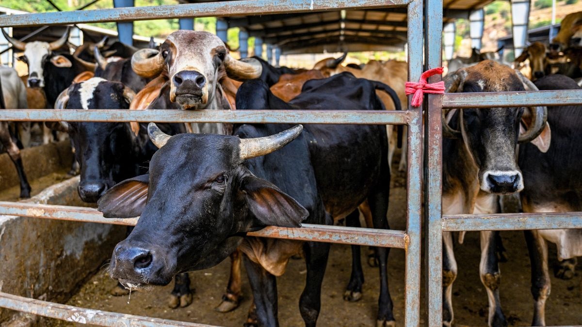 Assam bans beef consumption in public: Where do other states in India stand?