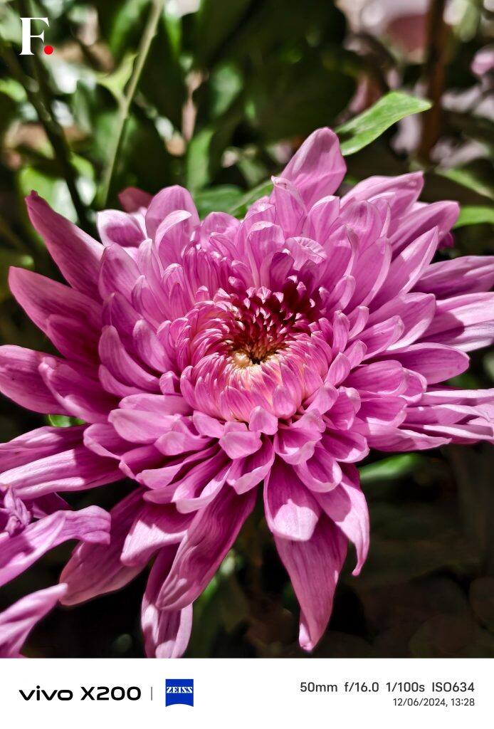 Vivo X200 Camera Samples-5-2024-12-0e8cea5adccd751e8c37a51afef1cd82