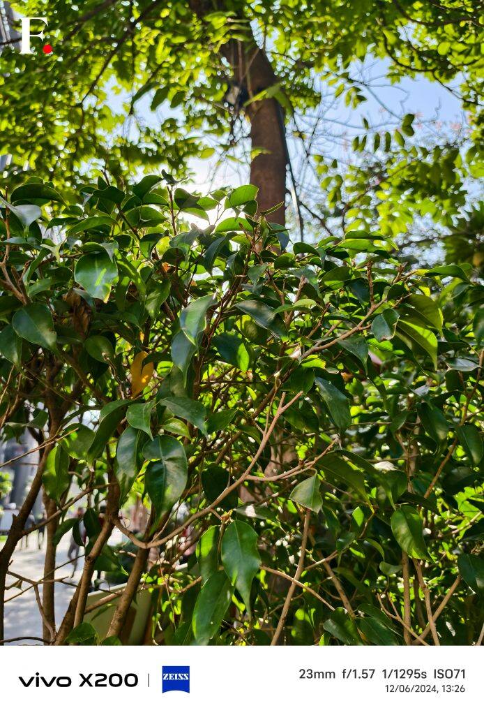 Vivo X200 Camera Samples-8-2024-12-c7dec9321b3b6a2dd73b73308f4edfd4