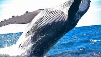 Representational image