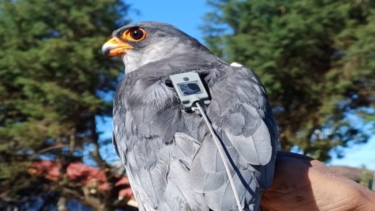 From Manchuria to Manipur to Africa: Amazing journey of Amur Falcons