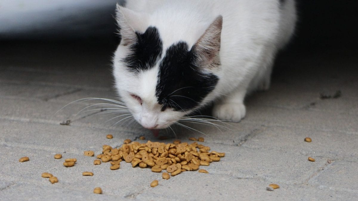 Cat dies of bird flu after eating infected frozen food as US fights H5N1 spread in 8 states