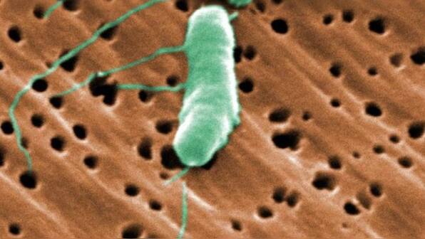 Is flesh-eating bacteria that disfigure the body likely to spread in Australia?