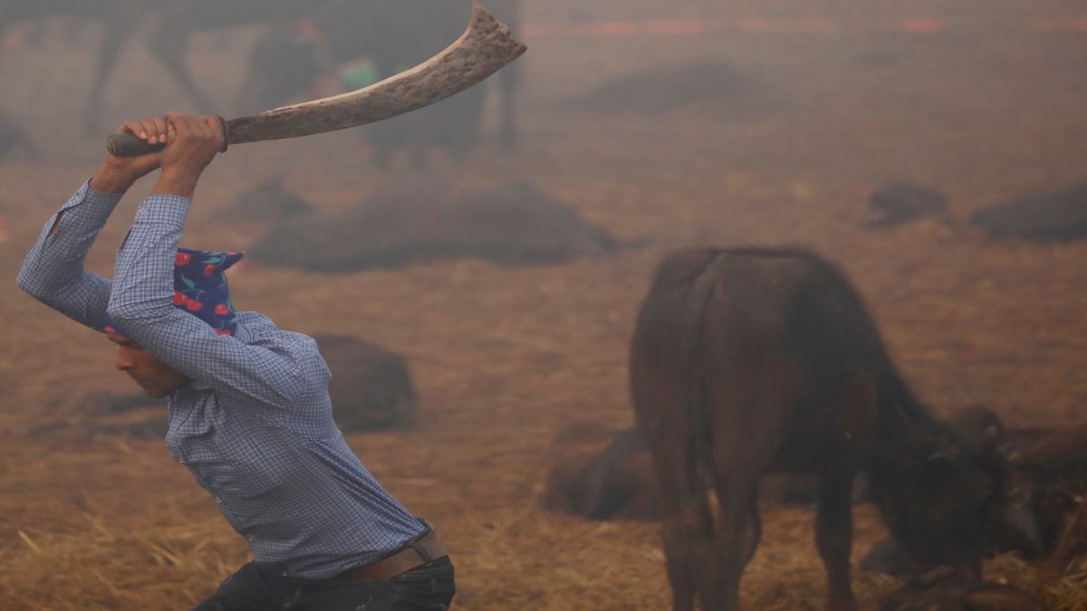 A butcher swings his blade to sacrifice a buffalo inside an enclosed compound during the sacrificial ceremony of the "Gadhimai Mela" festival held at Bariyarpur in Nepal. The festival, renowned for its large number of animal sacrifices, is held every five years at the Gadhimai Temple where devotees from Nepal and bordering India sacrifice buffaloes, goats and birds while offering prayers to Gadhimai, the goddess of power. File image/Reuters A butcher swings his blade to sacrifice a buffalo inside an enclosed compound during the sacrificial ceremony of the "Gadhimai Mela" festival held at Bariyarpur in Nepal. The festival, renowned for its large number of animal sacrifices, is held every five years at the Gadhimai Temple where devotees from Nepal and bordering India sacrifice buffaloes, goats and birds while offering prayers to Gadhimai, the goddess of power. File image/Reuters