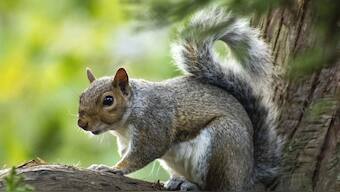The team noted that adults and juveniles, both male and female, hunted the voles, and usually acted alone. Occasionally, squirrels were seen trying to steal dead voles from one another. Image for Representation. Pixabay
