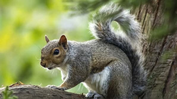 Cuties on the hunt: How California’s squirrels have turned carnivorous