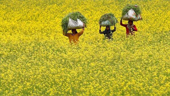 Why indigenous seeds should be prioritised in India’s natural farming mission