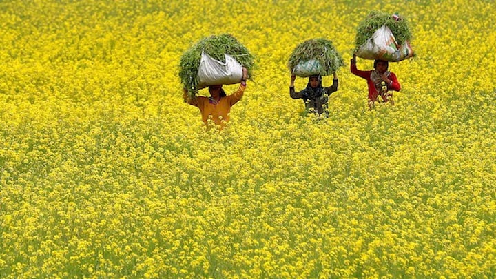 Why indigenous seeds should be prioritised in India’s natural farming mission