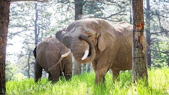 This undated photo provided by the Cheyenne Mountain Zoo shows elephants Kimba, front, and Lucky, back, at the Zoo in Colorado Springs, Colorado. AP