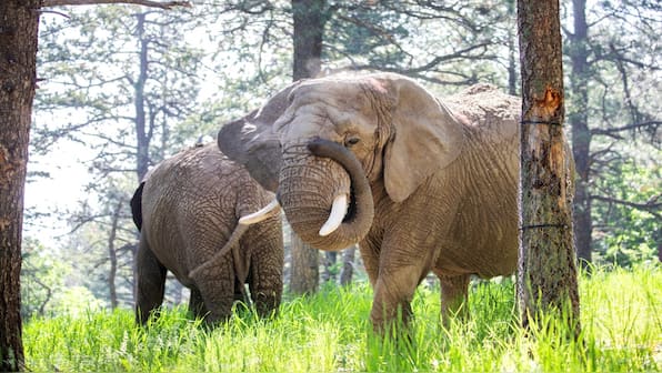 'Majestic, but not human': Why a US court has refused to release 5 elephants from Colorado zoo
