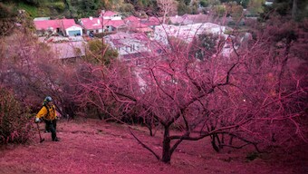 A firefighter stands on a hillside covered with retardant as the Palisades Fire, one of several simultaneous blazes that have ripped across Los Angeles County, burns in Mandeville Canyon, a neighborhood of Los Angeles, California, US, January 12, 2025. Source: Reuters. 