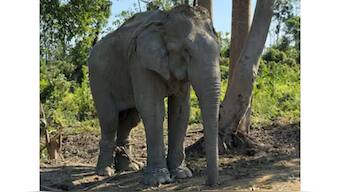 In the logging industry, elephants are constantly chained and deprived of the freedom to roam and engage in natural behaviours. Image courtesy News18