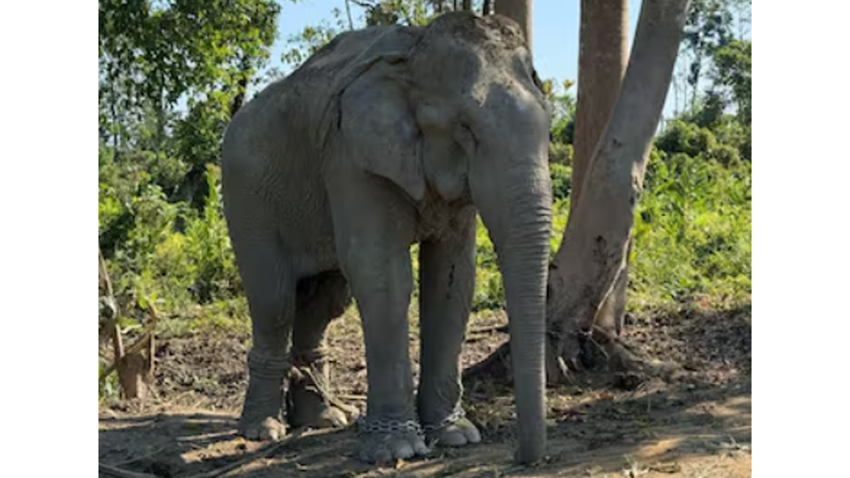 In the logging industry, elephants are constantly chained and deprived of the freedom to roam and engage in natural behaviours. Image courtesy News18 In the logging industry, elephants are constantly chained and deprived of the freedom to roam and engage in natural behaviours. Image courtesy News18