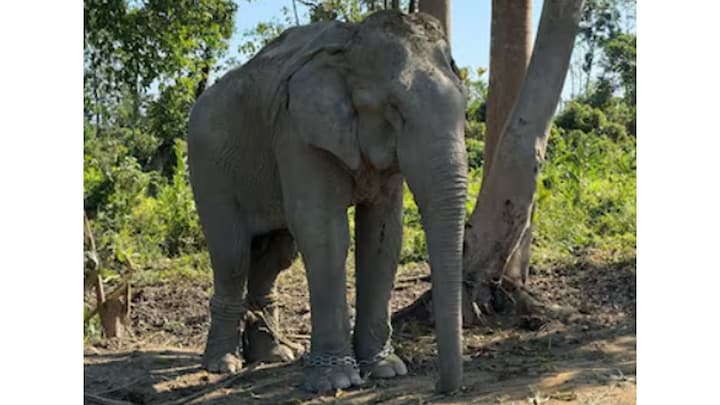 Vantara creates a chain-free sanctuary for 20 rescued logging elephants