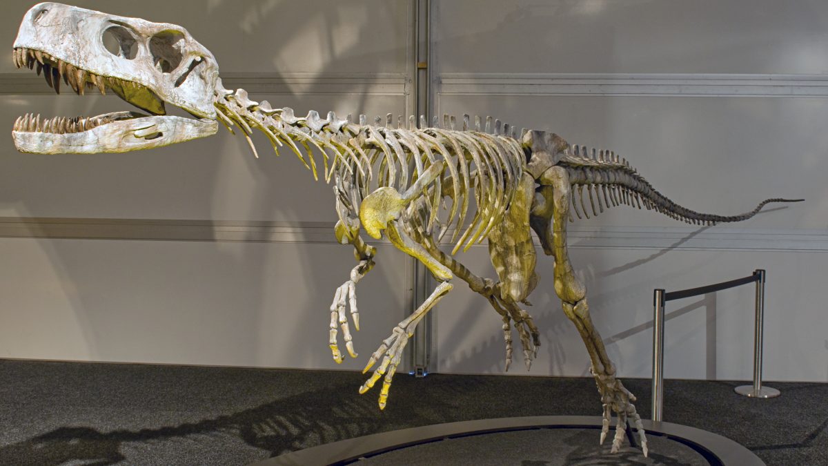 The 70-mn years old marine dinosaur turns out to be a fossil fraud The 70-mn years old marine dinosaur turns out to be a fossil fraud