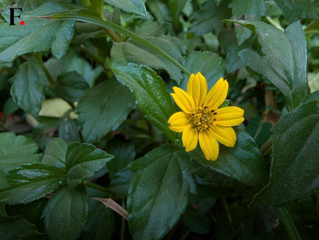 Google Pixel 9 Pro XL Camera Samples-02-2025-01-6cc7138032858a25fa361cc9402c2350