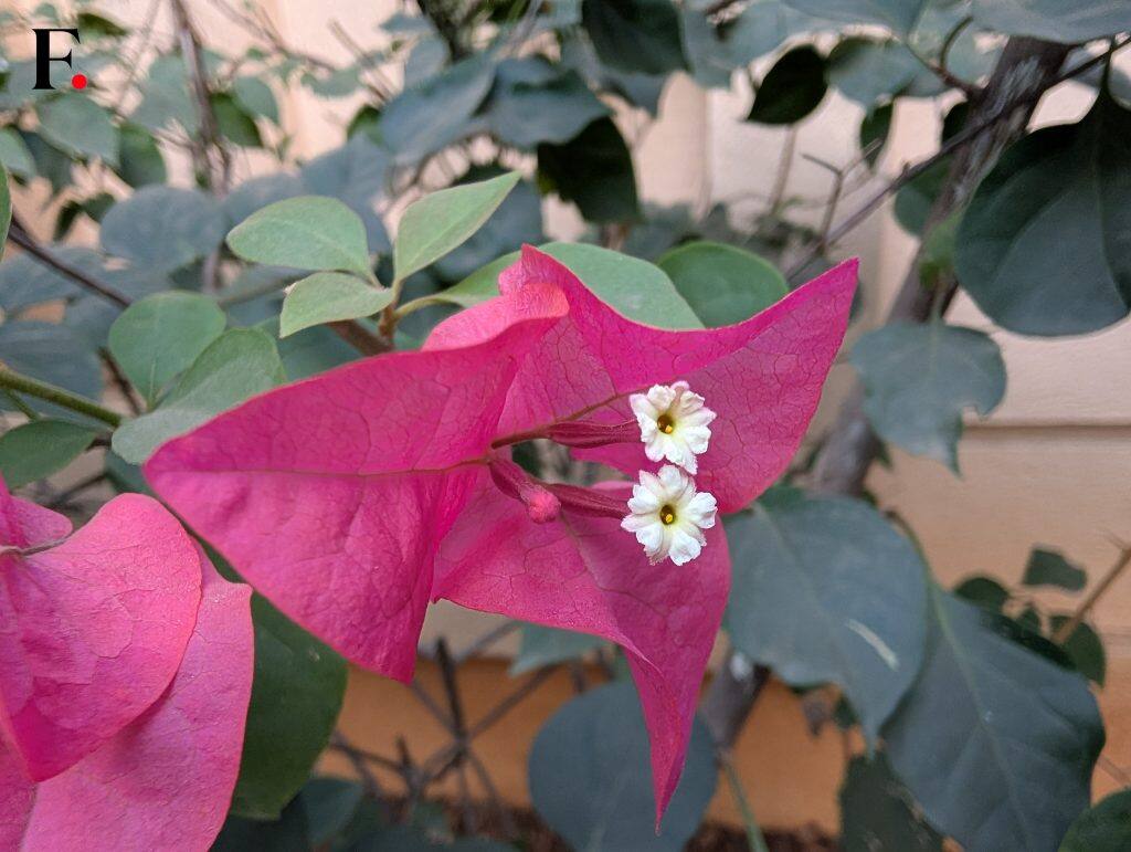 Google Pixel 9 Pro XL Camera Samples-03-2025-01-61ea3044c44a90c2febd397209fde063
